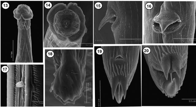 Lichaamsbouw van Torrestrongylus tetradorsalis. 14: Frontaalaanzicht met mondopening, papillen en amfide.