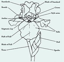 Illustration of an iris flower with highlighted parts of the flower Parts of an iris flower.jpg