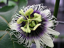 Passiflora edulis forma flavicarpa.jpg