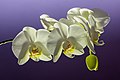 3. Fehér Phalaenopsis cultivar (javítás)/(csere)