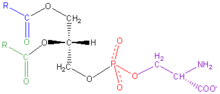 Phosphatidyl-Serine.png