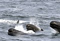 Long-finned Pilot Whales off southeast of Block Island