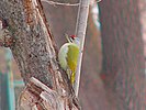 Grauspecht (Picus canus jessoensis)