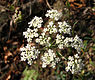 Kleine bevernel (Pimpinella saxifraga)