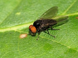 Platypeza consobrina