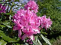 Rhododendron sur Raasay.