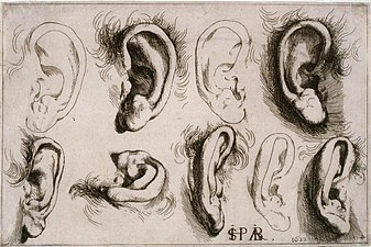 Studies of Ears, 1622, etching, 14.6 x 22.2 cm.