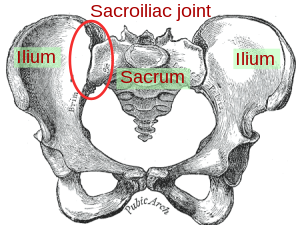 English: The sacroiliac joint