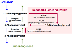 Bisphosphoglyceratmutase