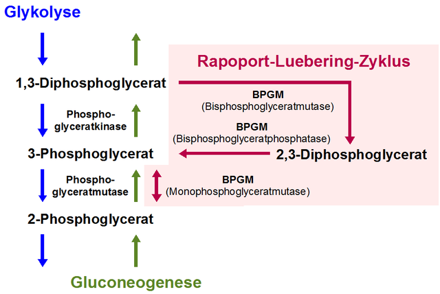 Schematische Darstellung des Rapoport-Luebering-Zyklus