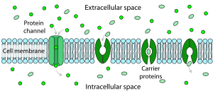 Facilitated diffusion in cell membranes, showing ion channels and carrier proteins Scheme facilitated diffusion in cell membrane-en.svg