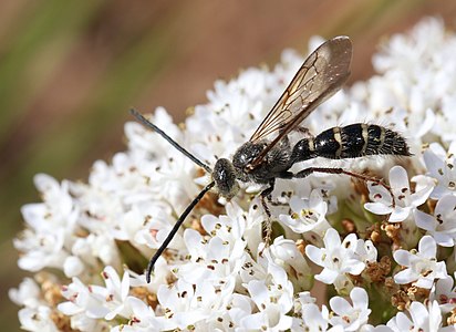 Scoliidae - scoliid wasps (Tribe Campsomerini)