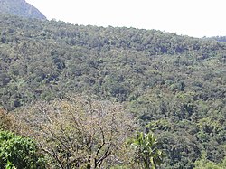 Secondary tropical forest south of Same