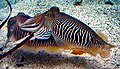 Beim Tintenfisch zeigen beide Tiere zur Paarung dieselbe Färbung