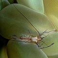 Shrimp on bubble coral