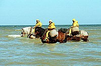 Paardenvissers in België