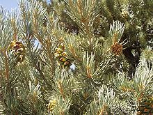 Barr Pinus monophylla (subsp. monophylla) og óþroskaðir könglar
