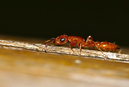 Slender ant (Formicidae, Formicoidea)