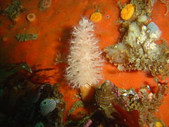 Soft coral and sponge