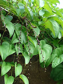 Starr 061106-1435 Dioscorea alata.jpg