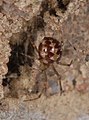Cob-web Spider ( Steatoda triangulosa )