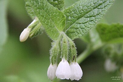 Symphytum kurdicum en mai 2011.