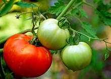 Tomatoes are a typical part of Italian cuisine, but only entered common usage in the late 18th century. Tomato2 002.jpg