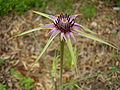 Квітка Tragopogon coelesyriacus