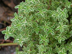 Thym citron à feuilles variégates