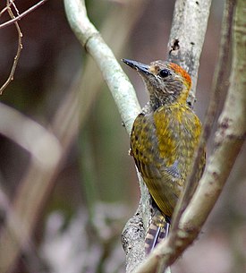 Rionsammaltikka (Veniliornis maculifrons)