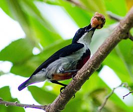 Zwartgordelhoningvogel