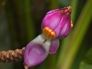 Inflorescence with male flowers