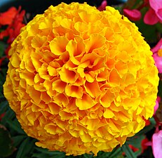 Tagetes erecta (marigold)