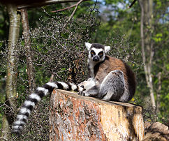 Un maki catta (Lemur catta) du zoo de Londres. (définition réelle 4 144 × 3 456)