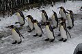 Pinguinparade