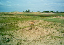 Tsimlyansky Sands near the khutor of Tormosin in Chernyshkovsky District