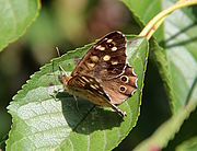 Bovenste en onderste vleugel