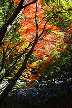 摂津峡の紅葉(大阪府高槻市)