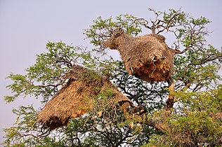 Communal 群织雀 nests in central Namibia