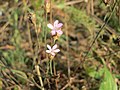 Petrorhagia prolifera