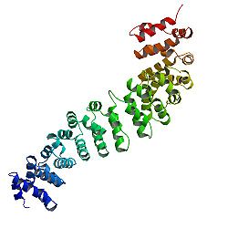 Beta Catenin Signaling