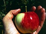Плод дикой яблони Сиверса