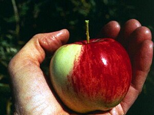 A Malus sieversii apple