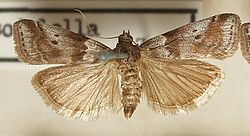 Acrobasis.sodalella.mounted.jpg