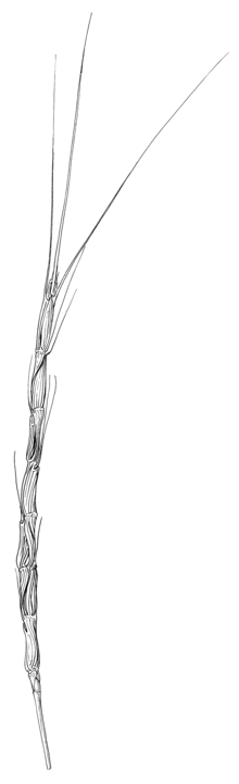 Aegilops cylindrica HC-1950.png