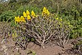 Aeonium arboreum