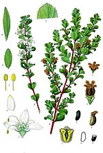 Miniatura para Agathosma betulina