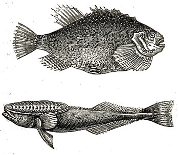 Cyclopterus lumpus