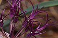 Allium falcifolium 4575. 
 JPG