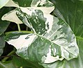 Blad van een Alocasia macrorrhizos variegata